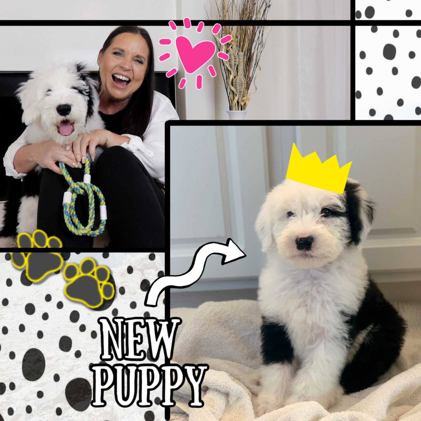 Dog with a Blog: My New Puppy